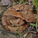 Copperhead (Agkistrodon contortrix)