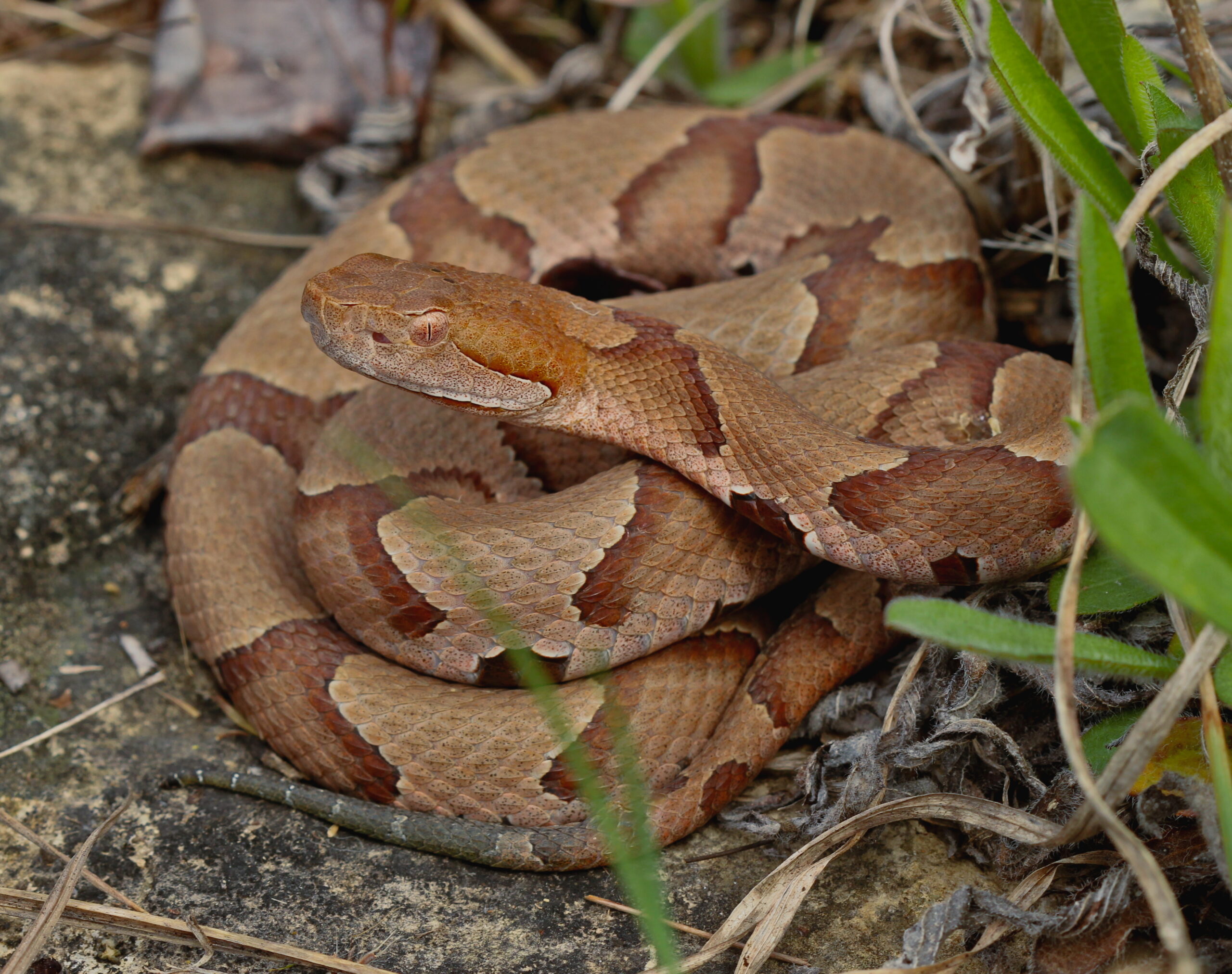 Copperhead (Agkistrodon contortrix)