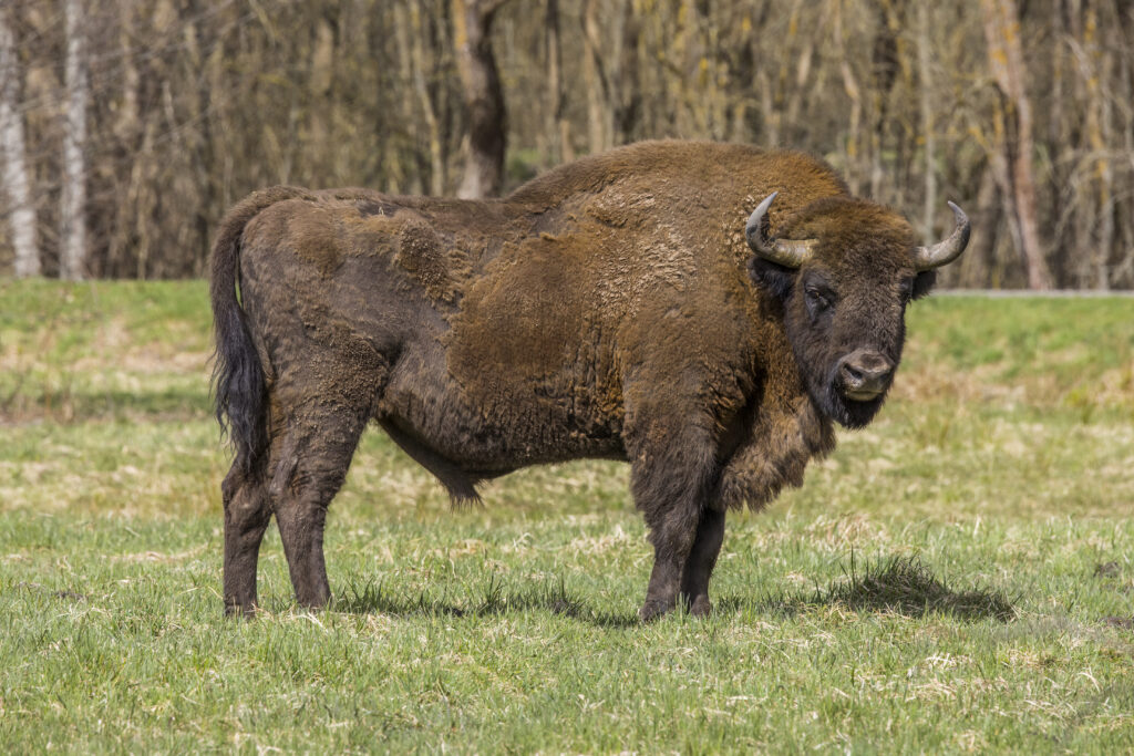 European Bison: Return of Europe's Largest Land Mammal