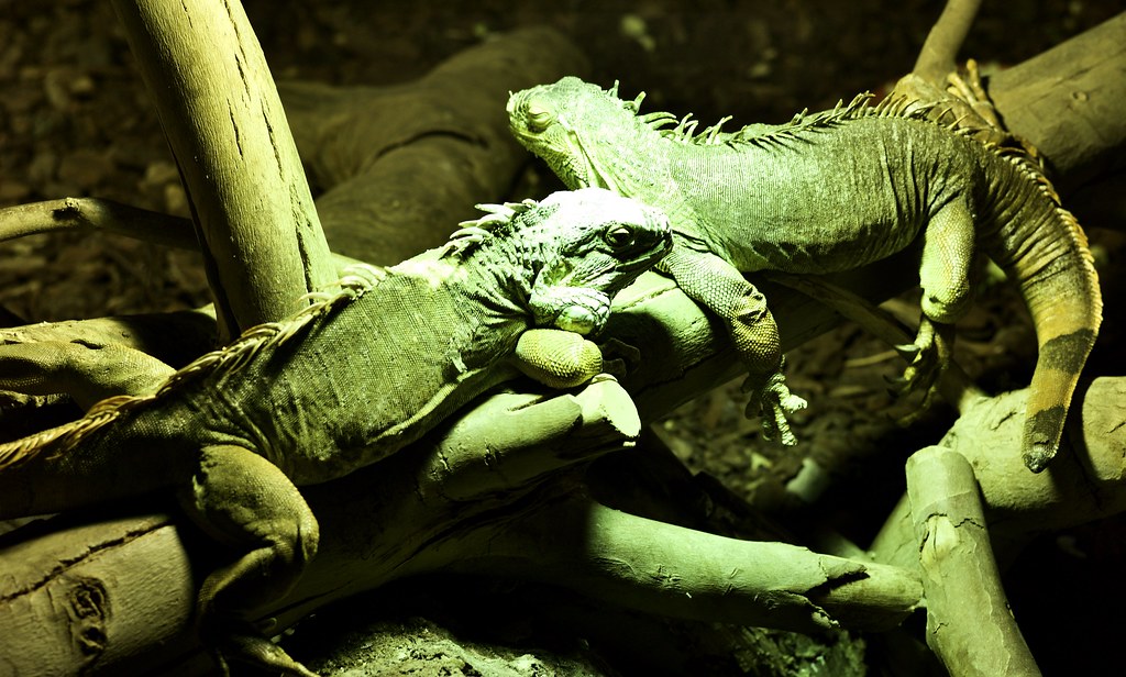 UVB Lighting and Vitamin D3 Synthesis in Reptiles