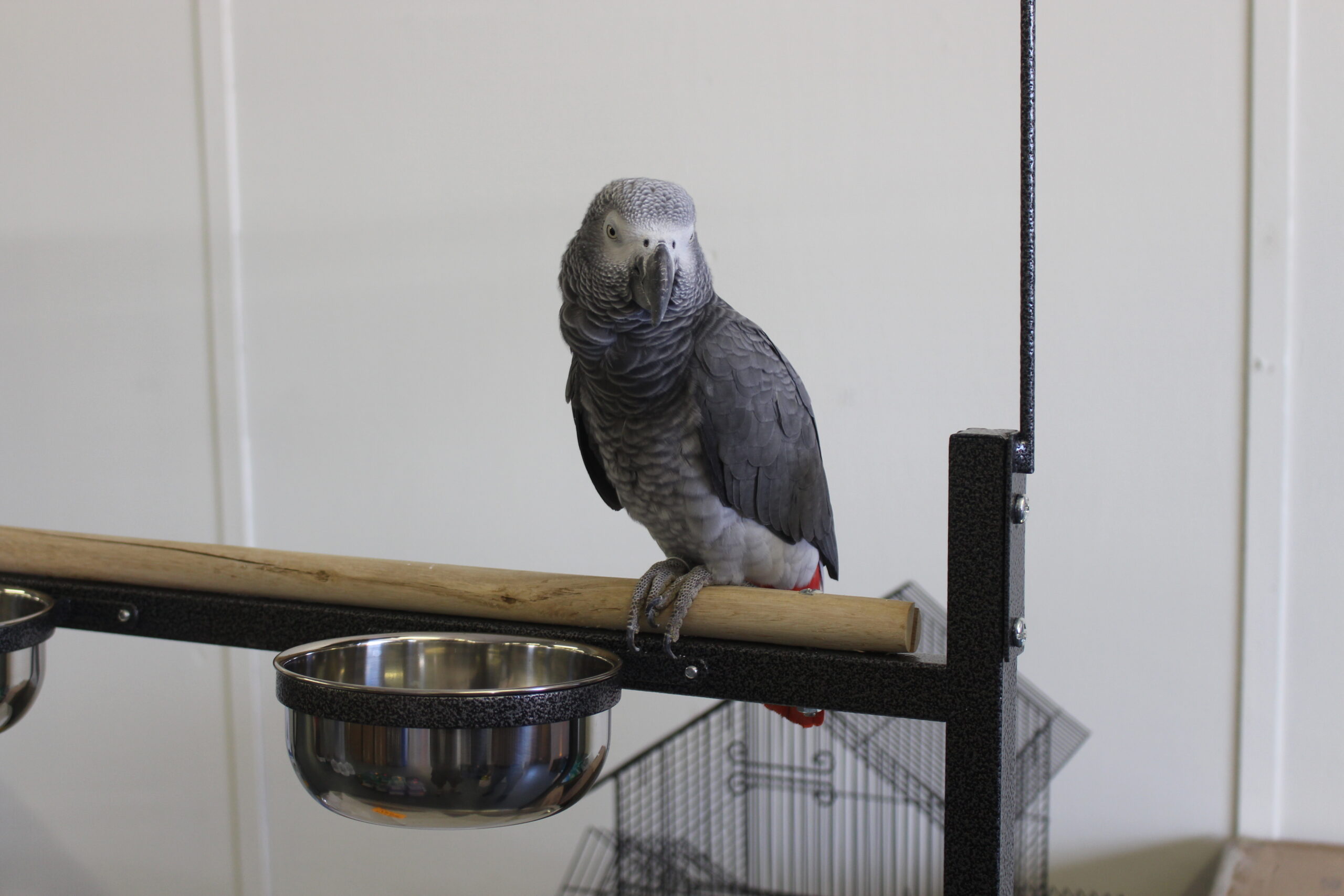 African grey perched