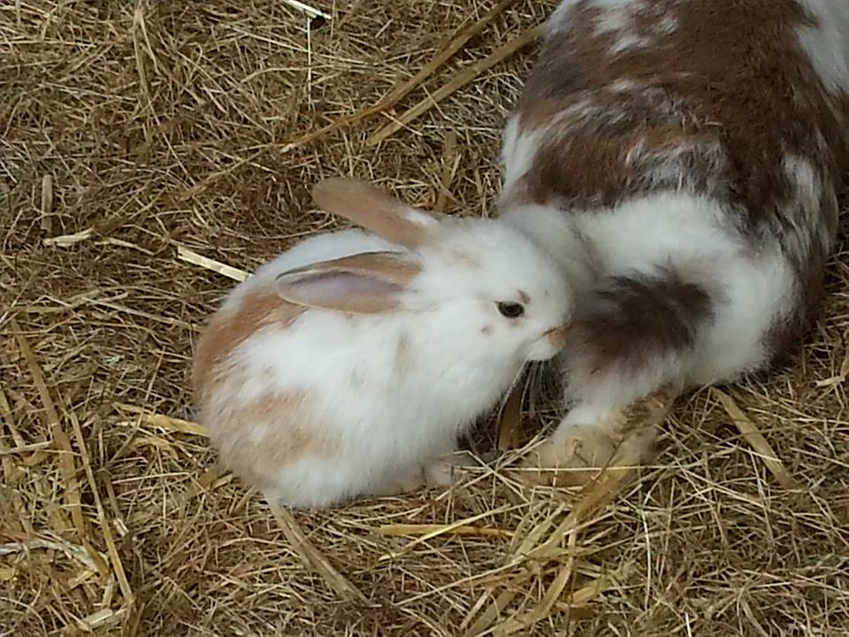 Determining If Your Baby Rabbit Needs Help