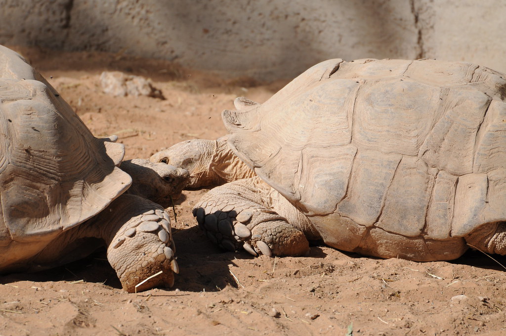Aldabra giant tortoise