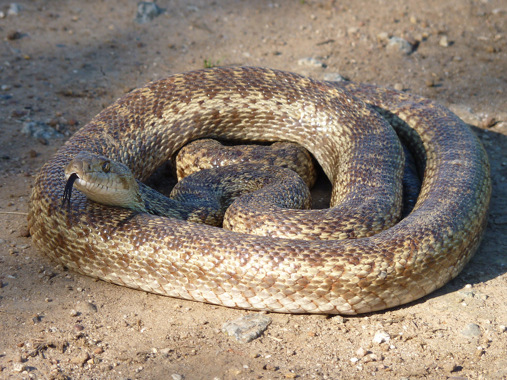 Gopher Snake (Pituophis catenifer)
