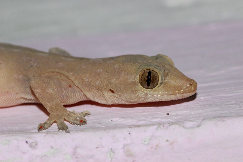 House Gecko close up
