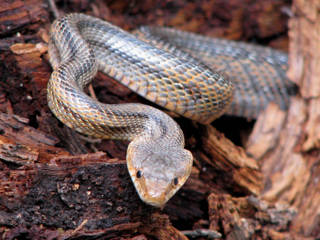 Baird's Rat Snake (Elaphe bairdi) in Lost Maples State Natural Area (Picture A Day December 16, 2009)