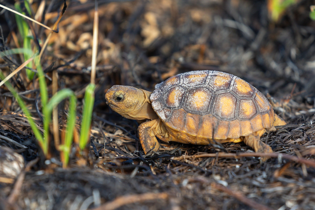 Gopher Tortoise: The Underground Architect
