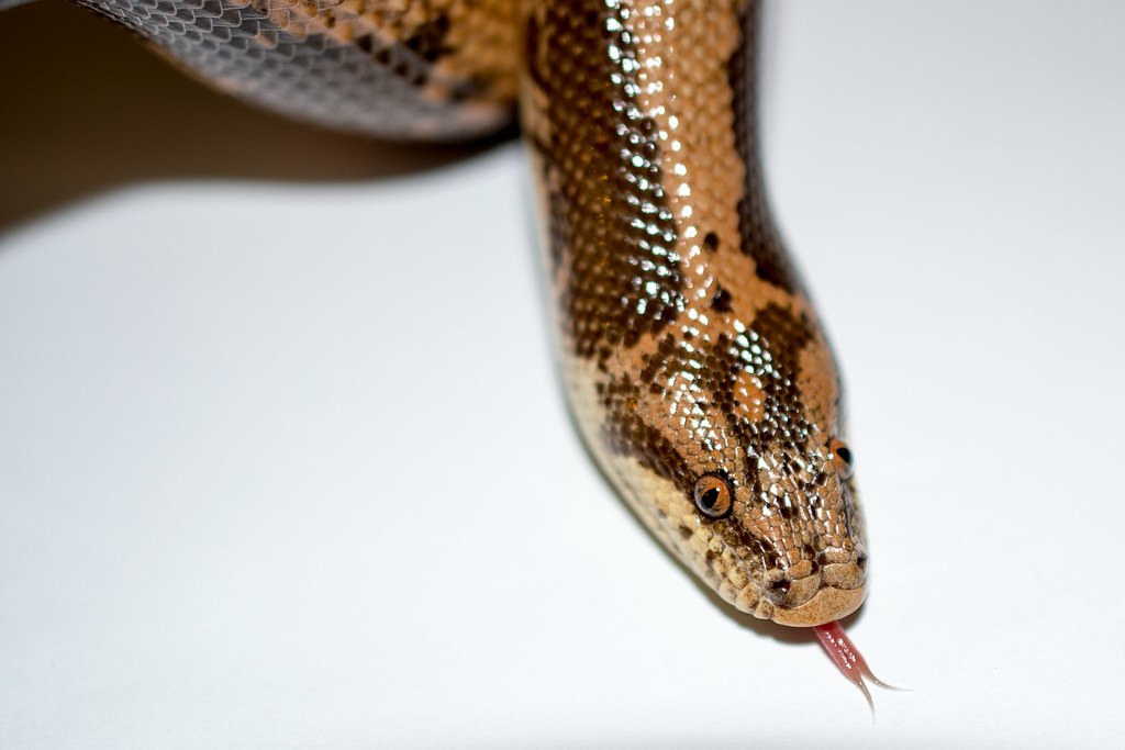 Kenyan sand boa