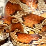 Corn Snake, Everglades