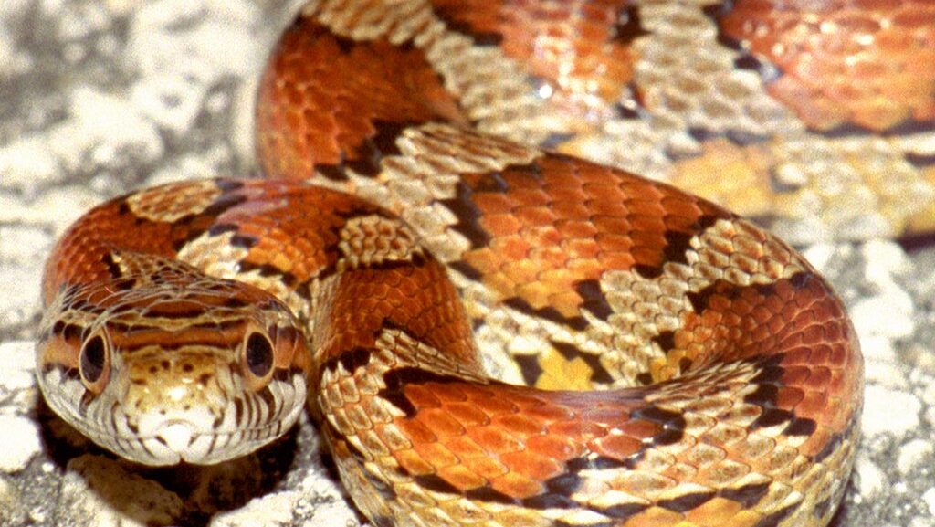 Corn Snake, Everglades