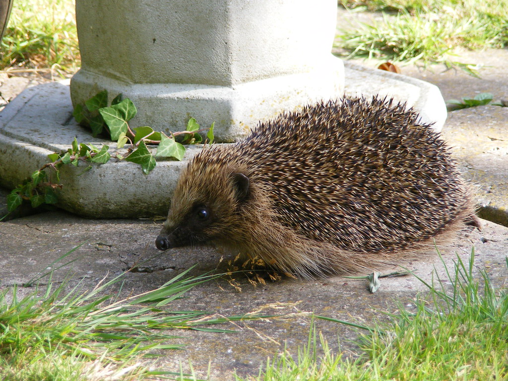 Hedge Hog outdoors