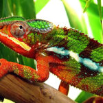 Karma Chameleon