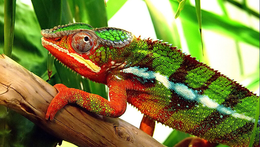 Karma Chameleon
