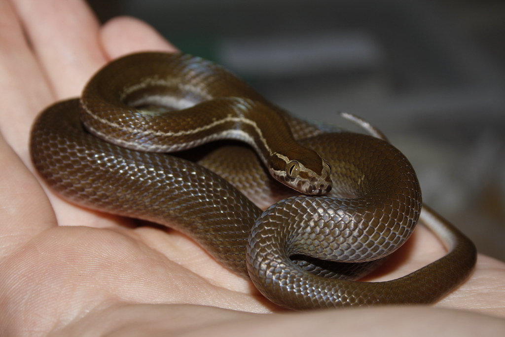 House Snake