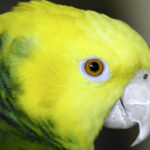 Yellow Headed Amazon Portrait