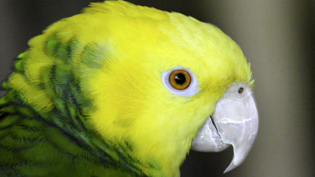 Yellow Headed Amazon Portrait