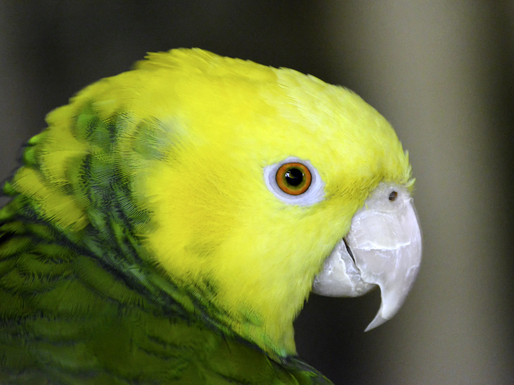 Yellow Headed Amazon Portrait
