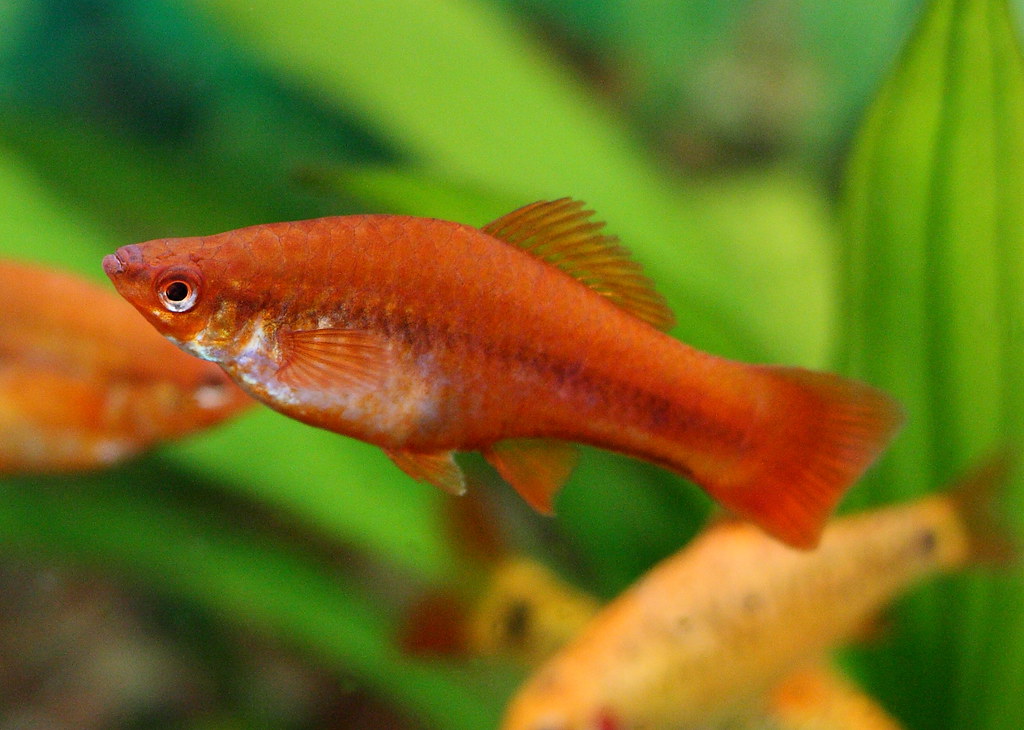 swordtail fish