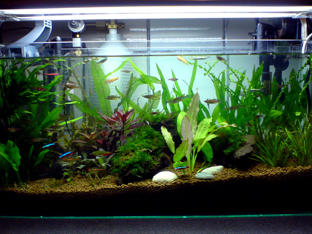 Aquatic Plants: Nature's Filtration System