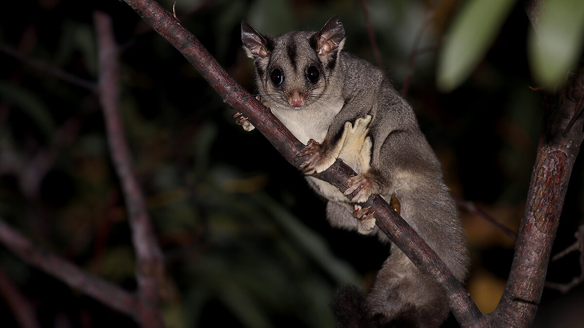 Sugar Glider (Petaurus breviceps) - 29363699442