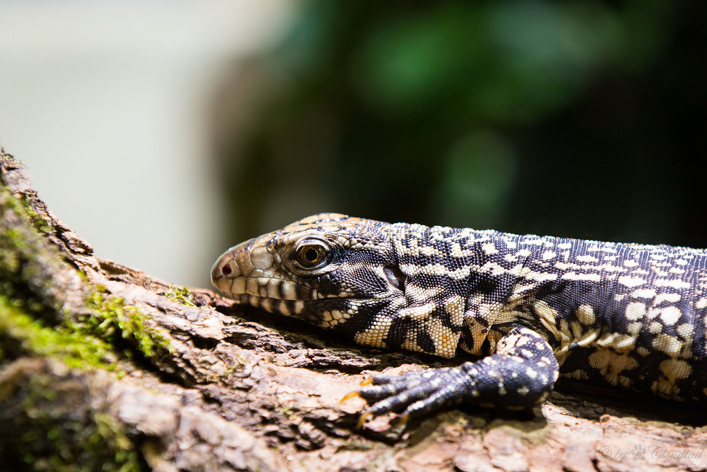 The Intelligence of Tegu Lizards