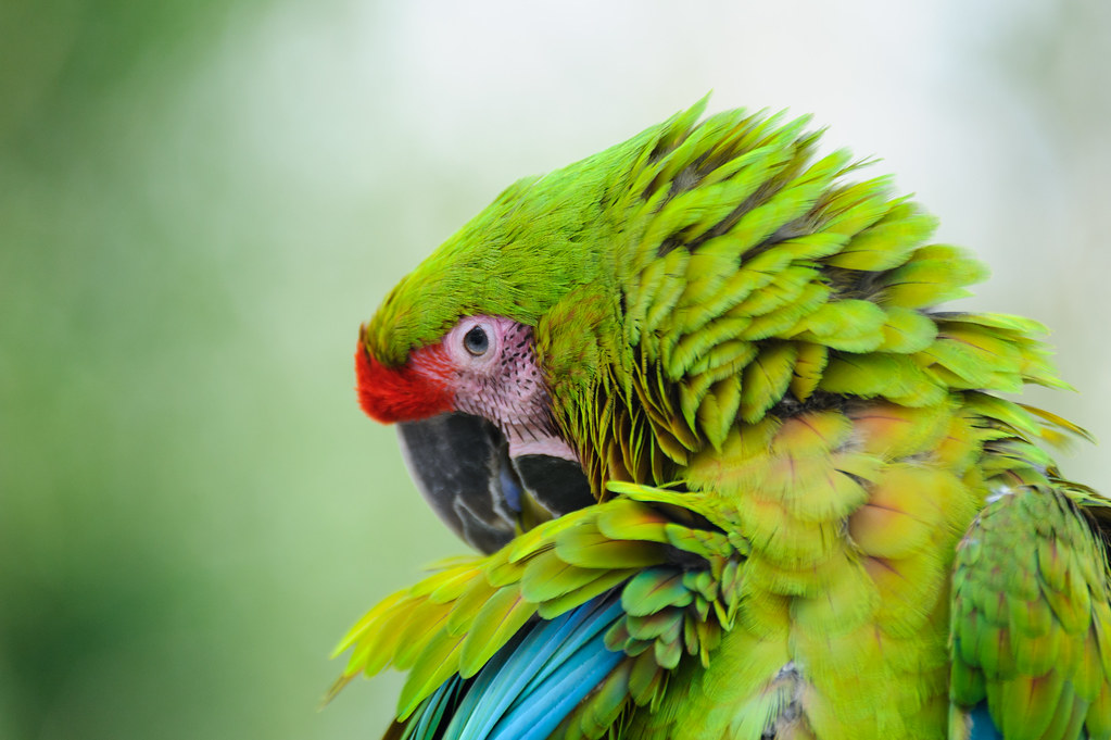 Green Macaw Shoulder