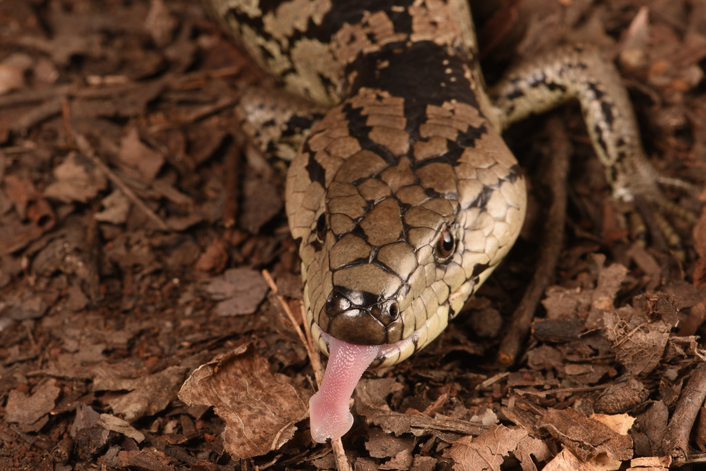 Pink-Tongued Skink (Hemisphaeriodon gerrardii)