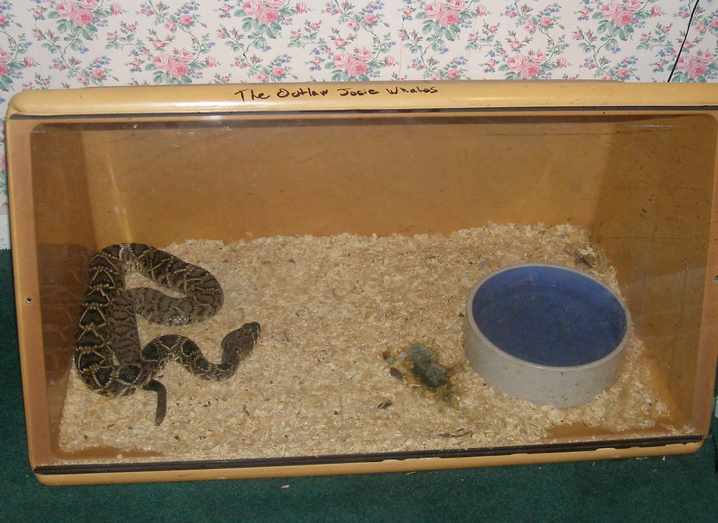 Giant Snakes in Captivity vs. Wild