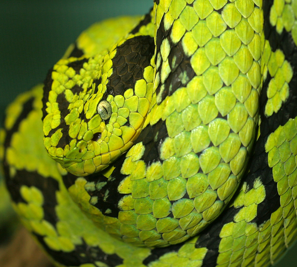 Yellow-Blotched Palm-Pitviper