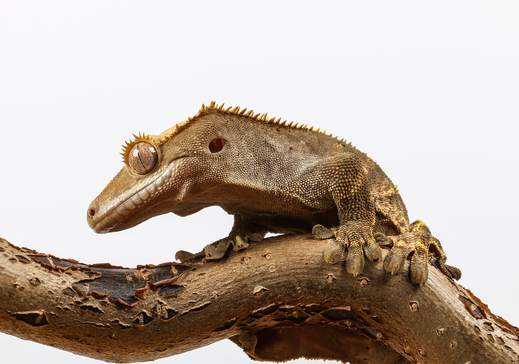 Crested Gecko on a branch