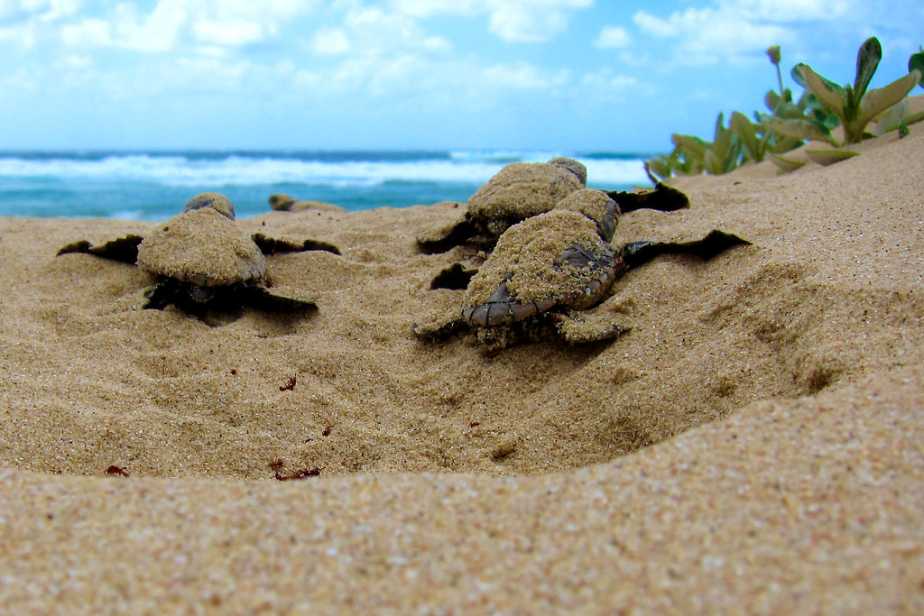 Loggerhead turtles - Mabibi