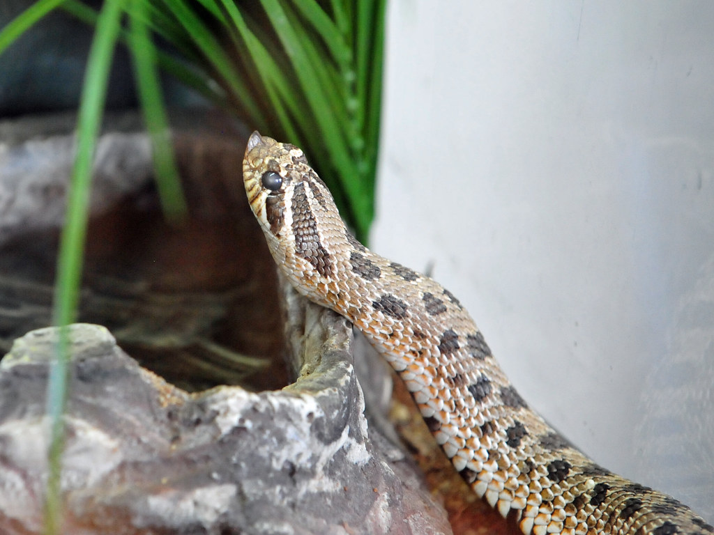 Western Hognose Snake (Heterodon nasicus nasicus)
