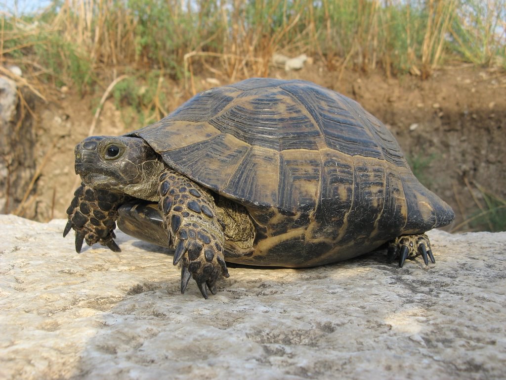 Tortoise