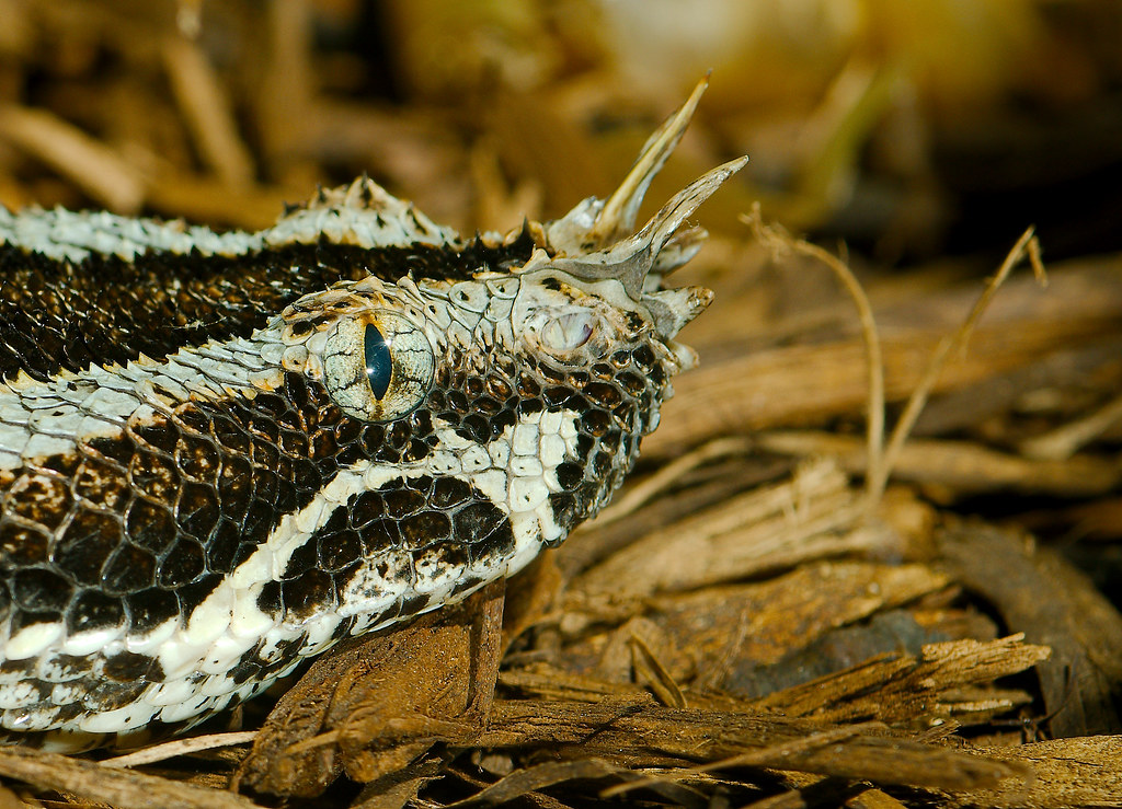 Rhinoceros Viper (Bitis nasicornis)_1