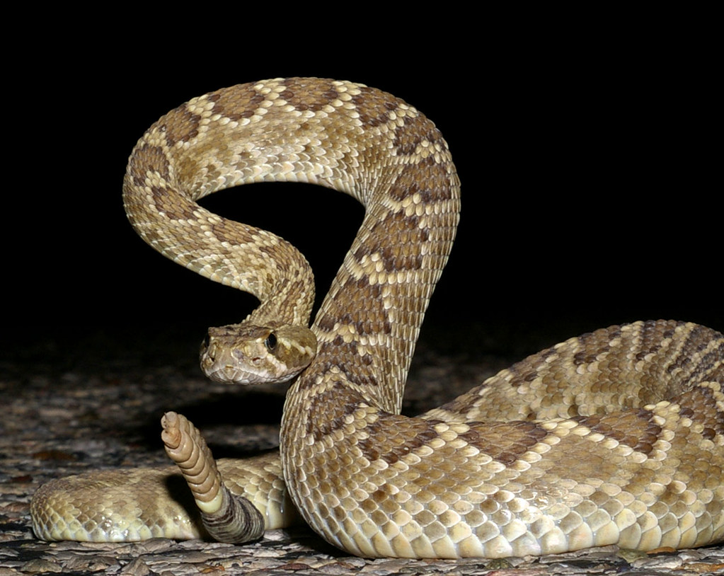 The Sacred Serpent: Snake Symbolism Across Tribes