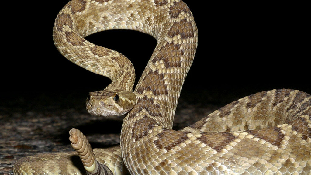 Mojave Rattlesnake, Texas