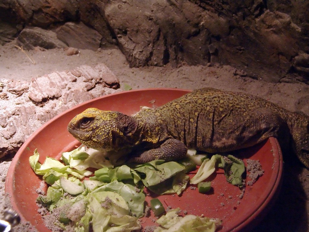 uromastyx ornata lizard with food