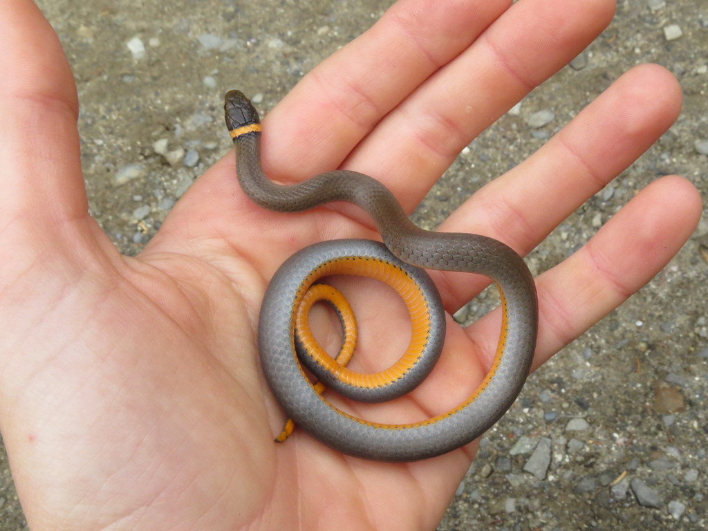 Ring-necked Snake (Diadophis punctatus)