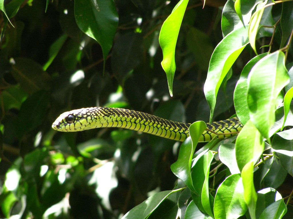 Boomslang