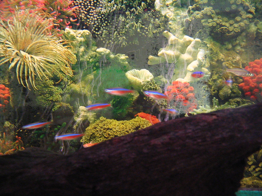 Compatible Tank Mates for Community Aquariums