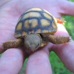 Baby Gopher Tortoise