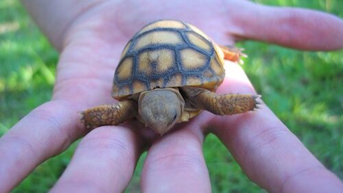 Baby Gopher Tortoise