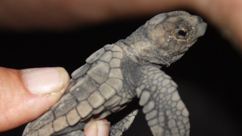 Turtle Hatching at Mon Repos