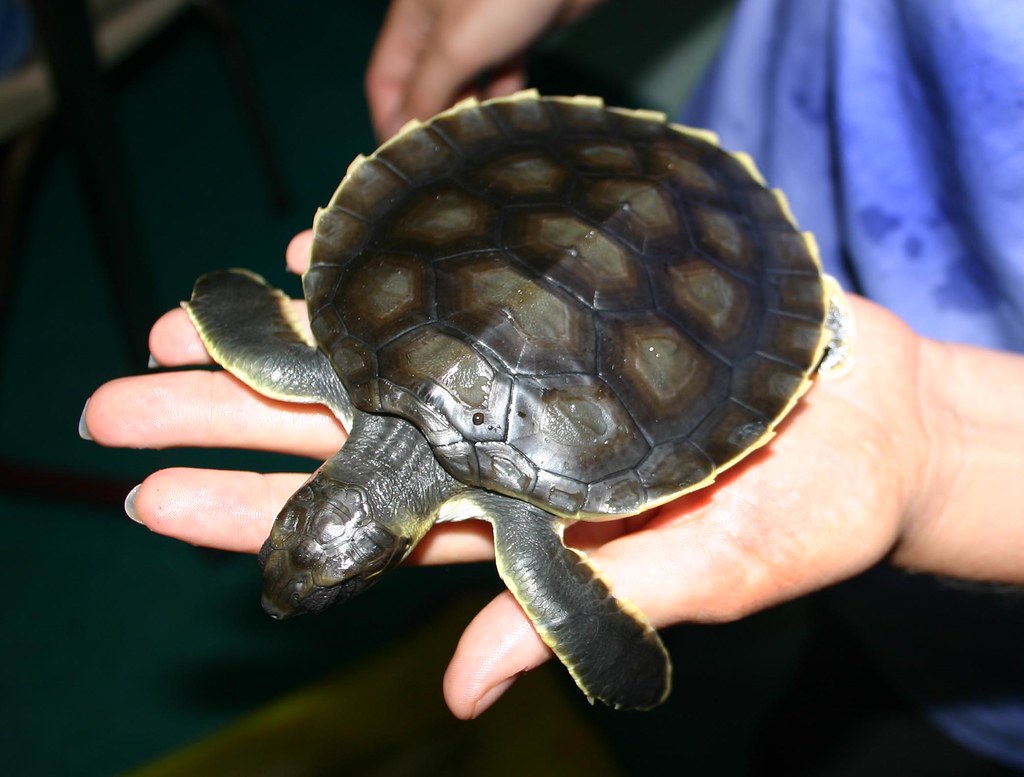 juvenile flat backed turtle