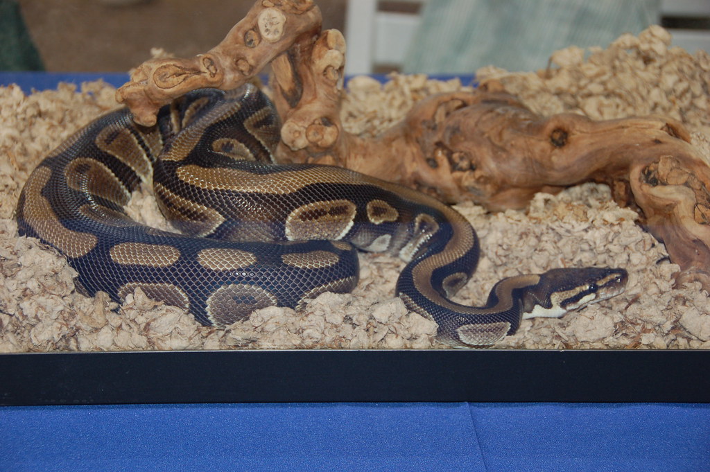 ball python in a snake enclosure