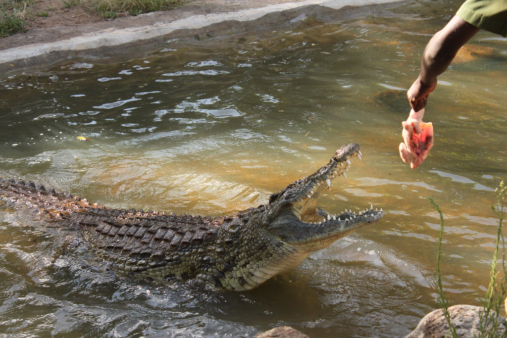 The Impact of Feeding and Habituation