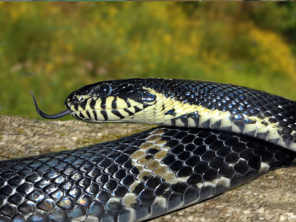 Colubridae - Elaphe schrenckii