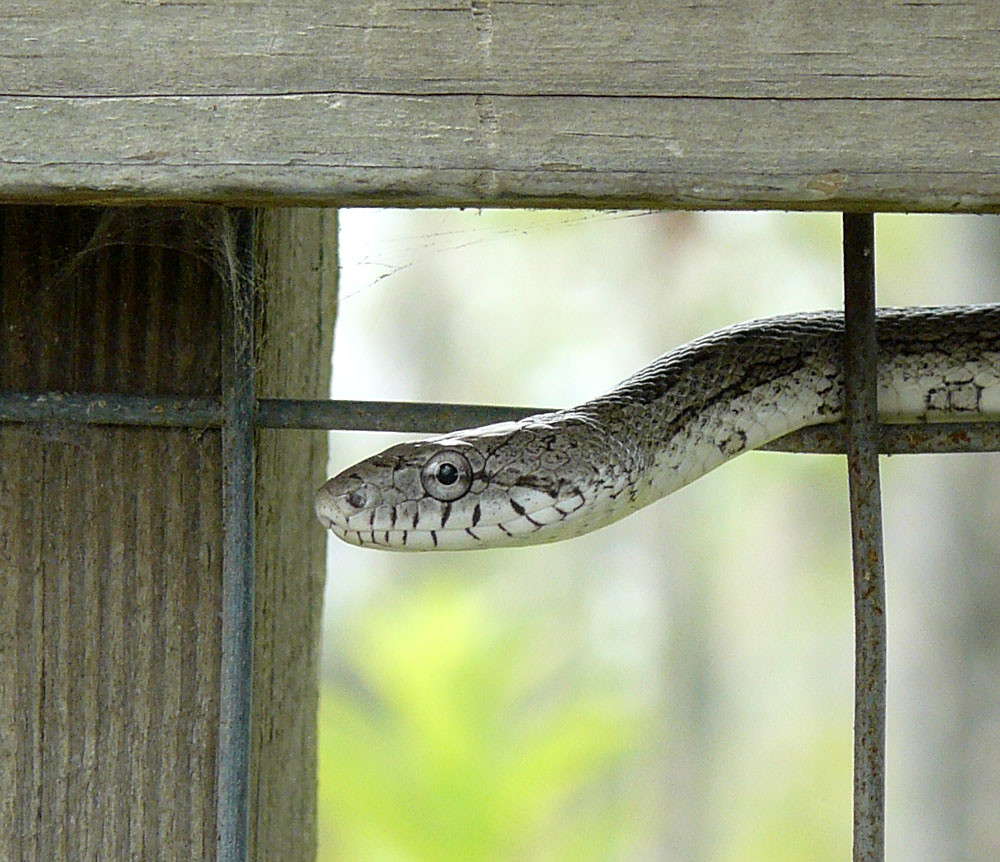 Rat Snake, south Georgia, USA