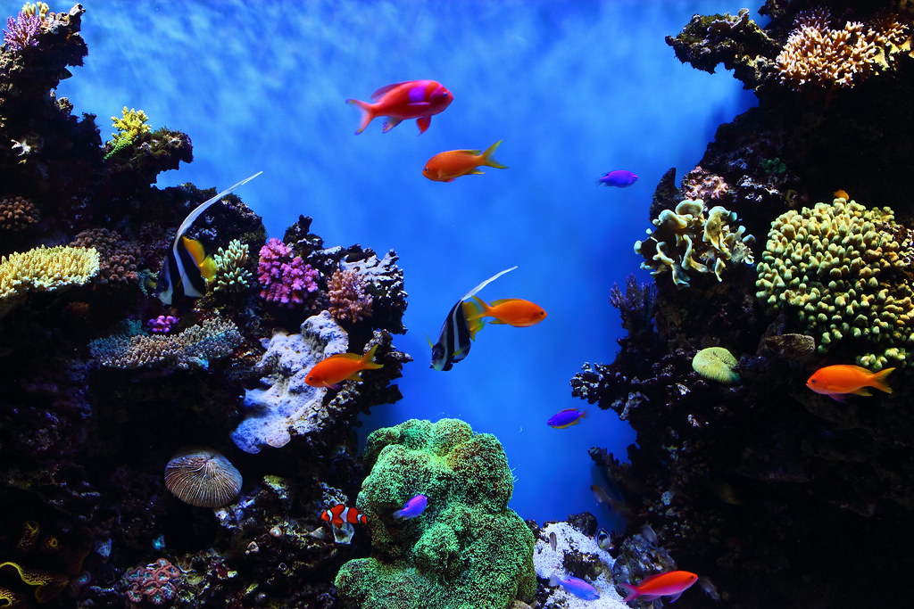 Water Flow: The Circulatory System of Your Tank