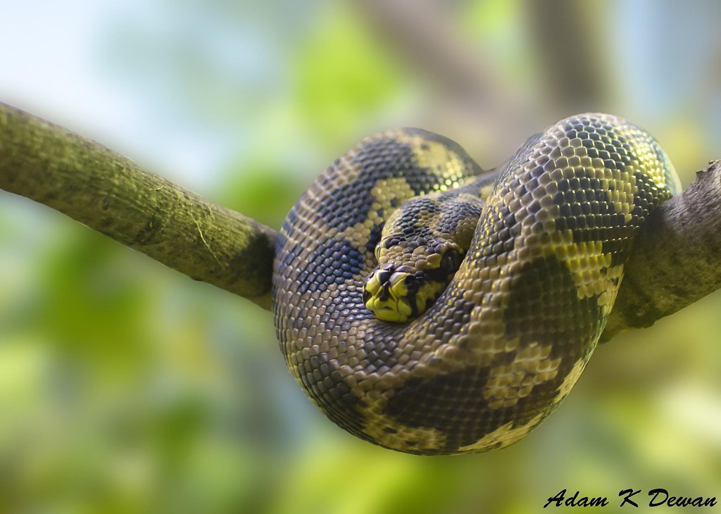 Carpet Python (Morelia spilota)